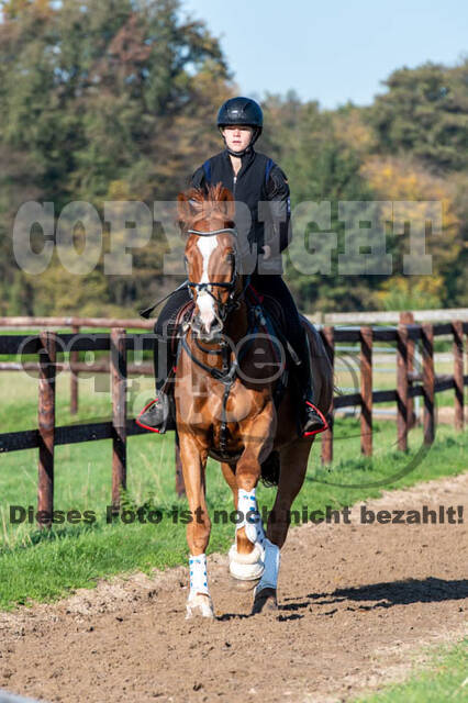 Vielseitigkeitslehrgang mit Jürg Kurbel (9.+10.11.2019)