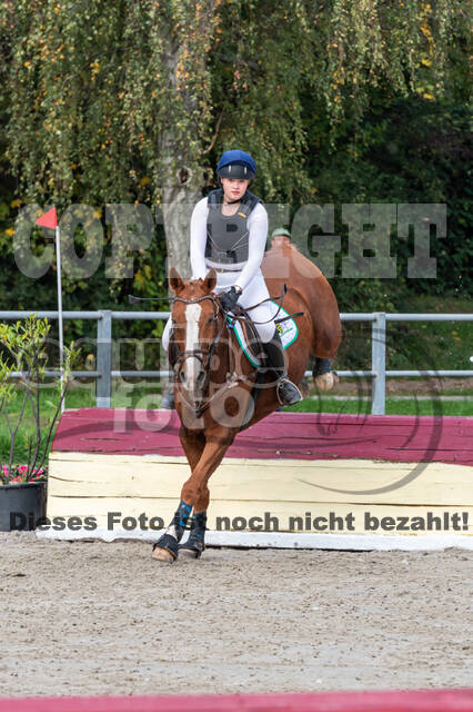 Goldene Schärpe 2020 - Pferde