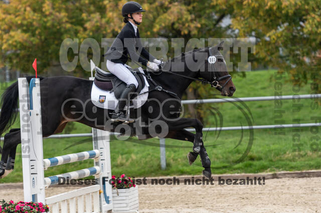 Goldene Schärpe 2020 - Pferde