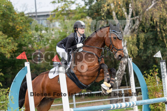 Goldene Schärpe 2020 - Pferde