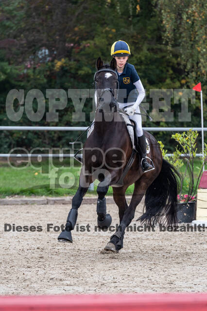 Goldene Schärpe 2020 - Pferde