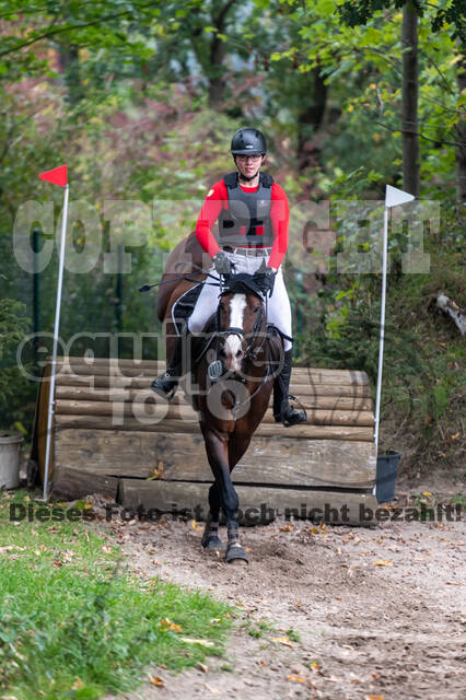 Goldene Schärpe 2020 - Pferde