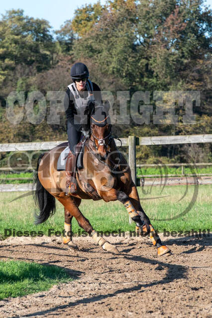 Vielseitigkeitslehrgang mit Jürg Kurbel (9.+10.11.2019)