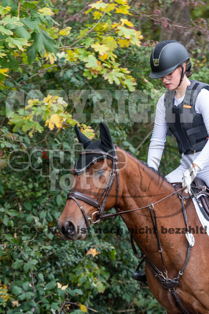 Goldene Schärpe 2020 - Pferde