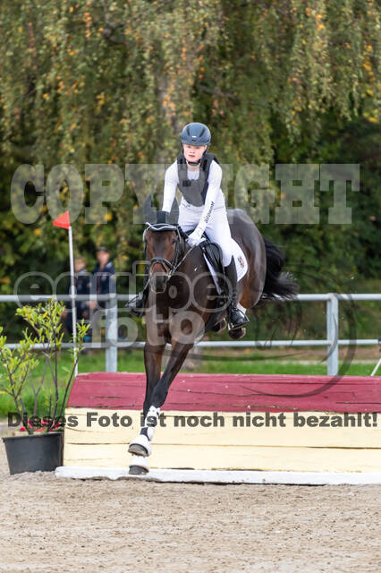 Goldene Schärpe 2020 - Pferde