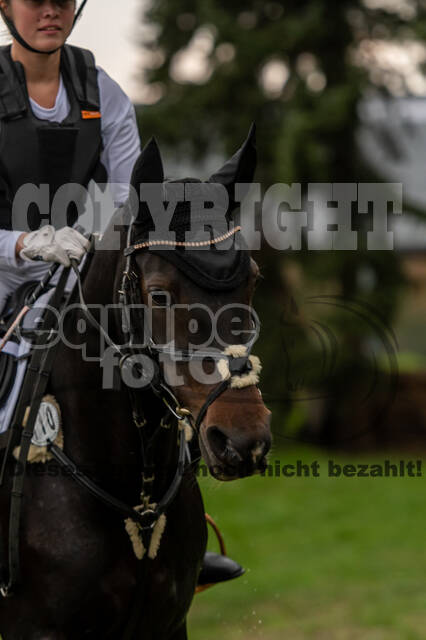 Goldene Schärpe 2020 - Pferde