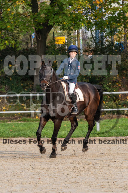 Goldene Schärpe 2020 - Pferde