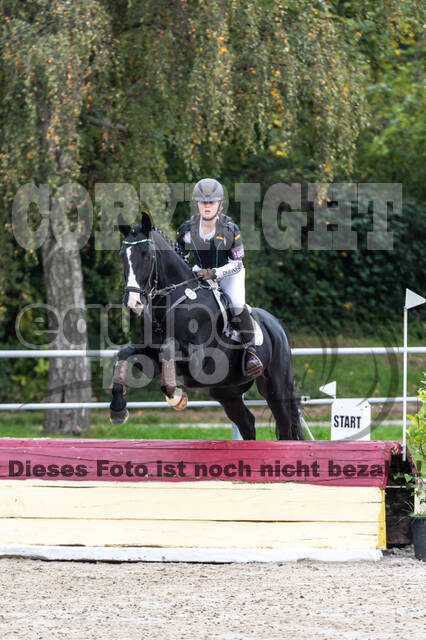 Goldene Schärpe 2020 - Pferde