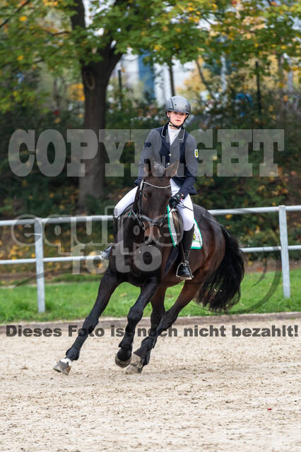 Goldene Schärpe 2020 - Pferde