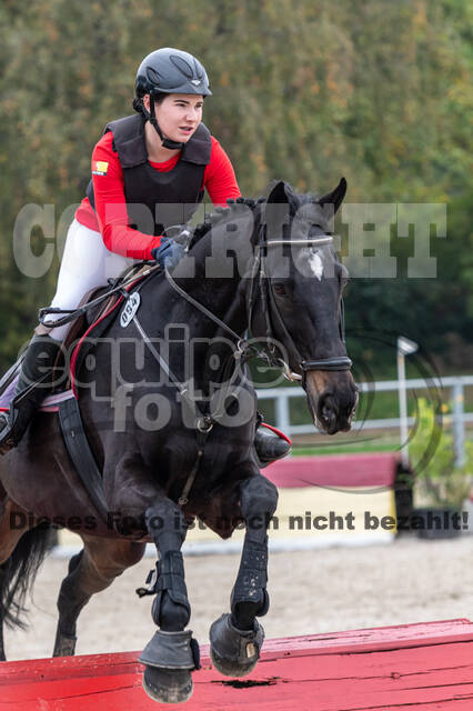 Goldene Schärpe 2020 - Pferde