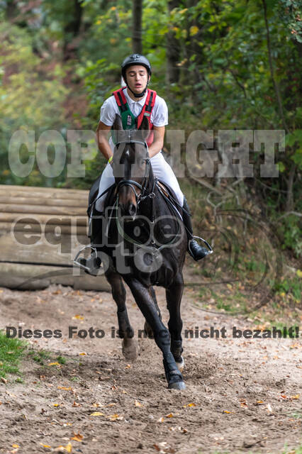 Goldene Schärpe 2020 - Pferde