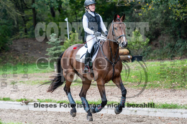 Goldene Schärpe 2020 - Pferde