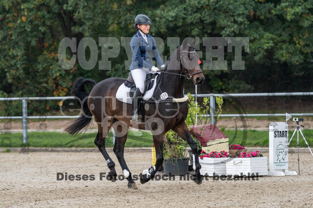 Goldene Schärpe 2020 - Pferde