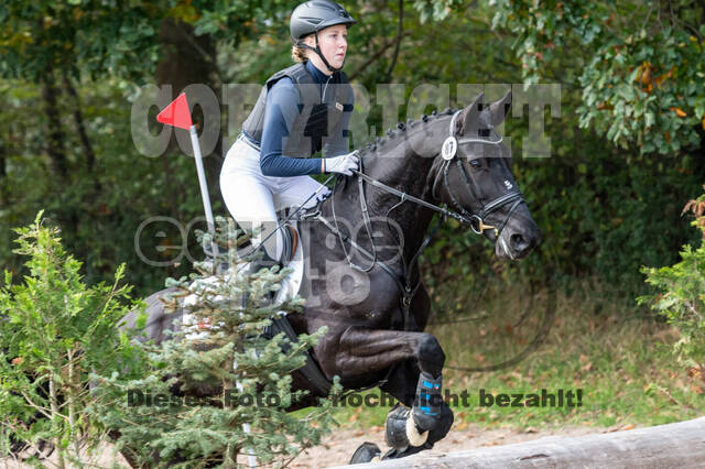 Goldene Schärpe 2020 - Pferde