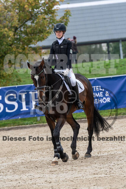 Goldene Schärpe 2020 - Pferde