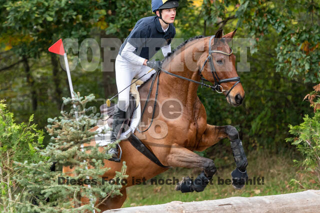 Goldene Schärpe 2020 - Pferde