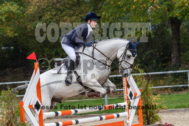 Goldene Schärpe 2020 - Pferde