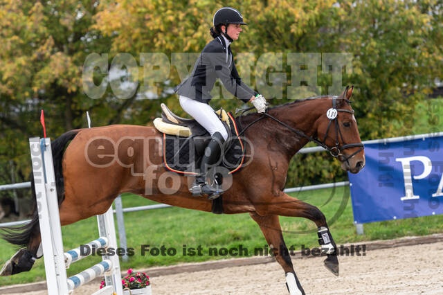 Goldene Schärpe 2020 - Pferde