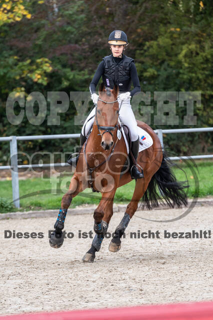 Goldene Schärpe 2020 - Pferde