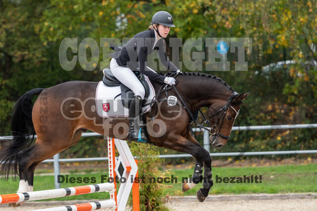 Goldene Schärpe 2020 - Pferde