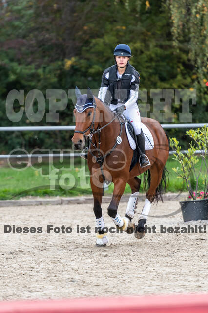 Goldene Schärpe 2020 - Pferde