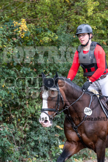 Goldene Schärpe 2020 - Pferde