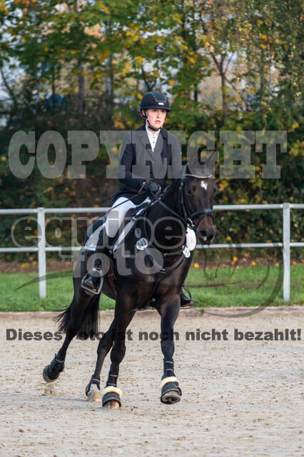 Goldene Schärpe 2020 - Pferde