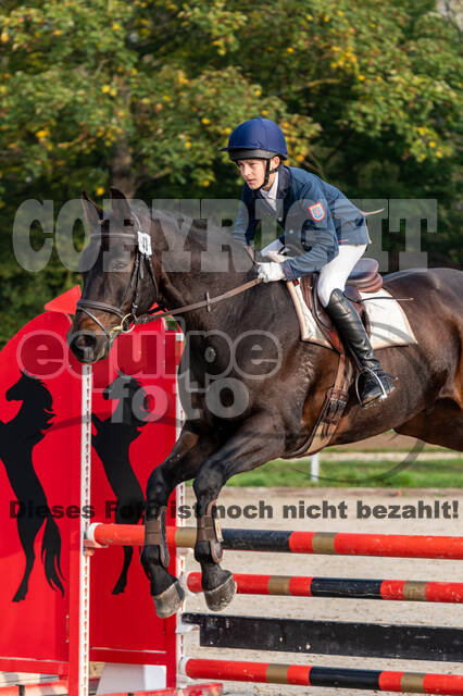 Goldene Schärpe 2020 - Pferde