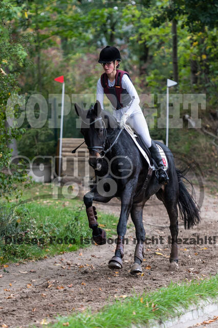 Goldene Schärpe 2020 - Pferde