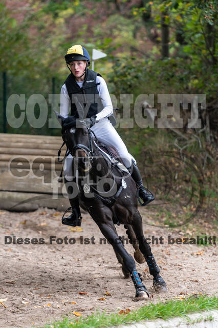 Goldene Schärpe 2020 - Pferde