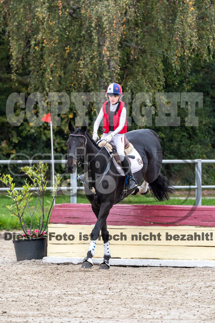 Goldene Schärpe 2020 - Pferde