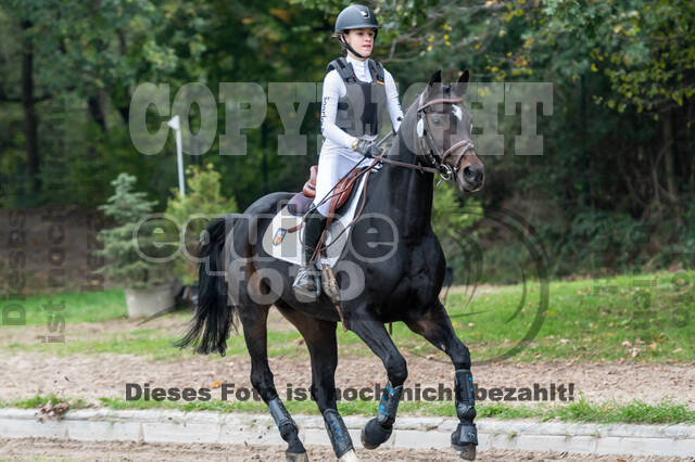 Goldene Schärpe 2020 - Pferde