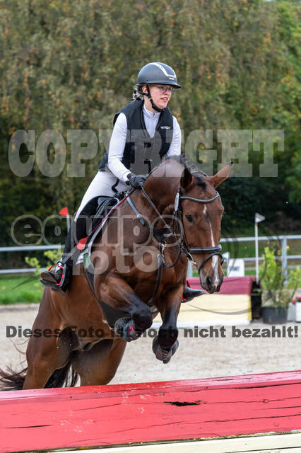 Goldene Schärpe 2020 - Pferde