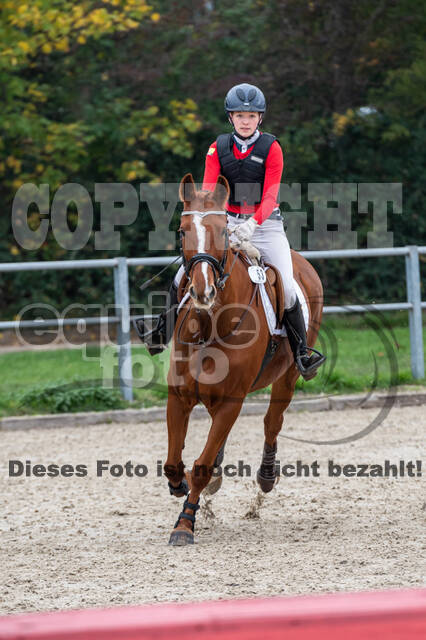 Goldene Schärpe 2020 - Pferde