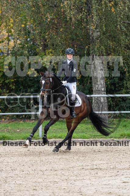 Goldene Schärpe 2020 - Pferde