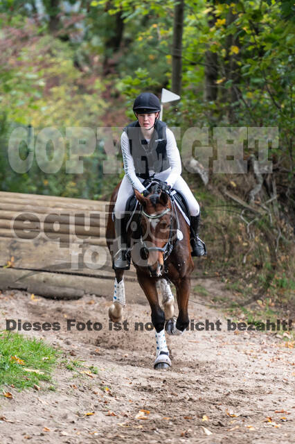 Goldene Schärpe 2020 - Pferde