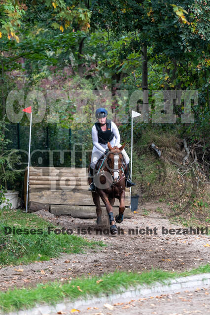 Goldene Schärpe 2020 - Pferde