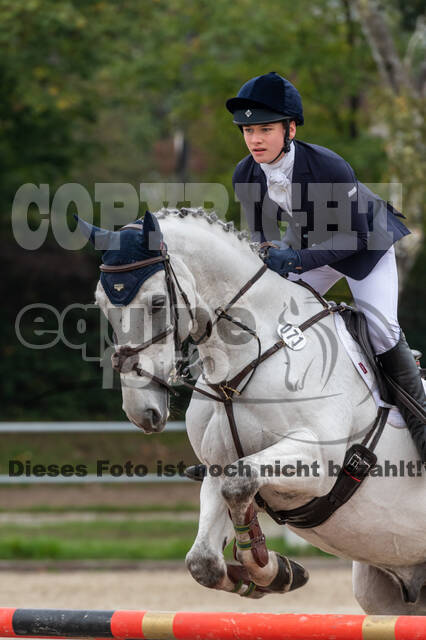 Goldene Schärpe 2020 - Pferde