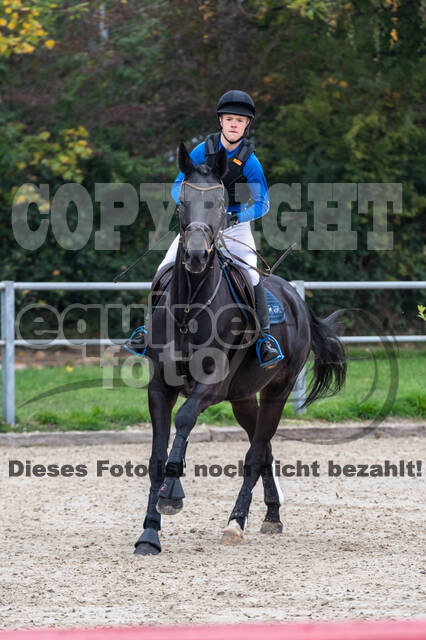 Goldene Schärpe 2020 - Pferde