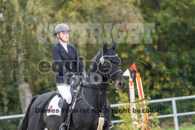 Goldene Schärpe 2020 - Pferde