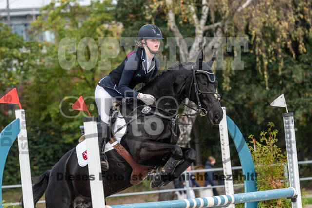 Goldene Schärpe 2020 - Pferde