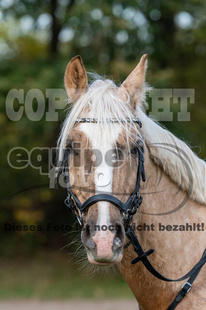 IGV Lehrgang der Sieger der Cups mit Frank Ostholt