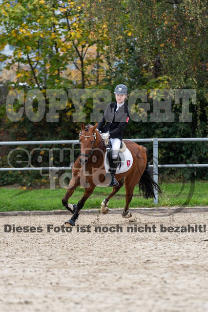 Goldene Schärpe 2020 - Pferde