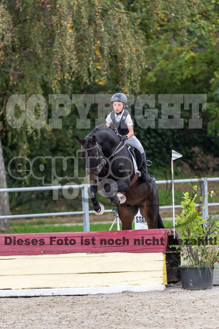 Goldene Schärpe 2020 - Pferde