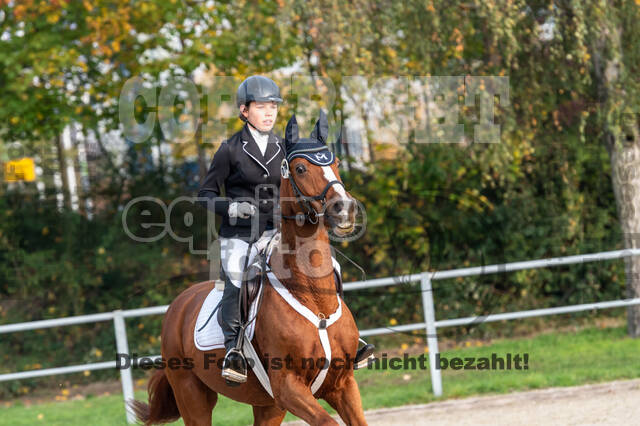 Goldene Schärpe 2020 - Pferde