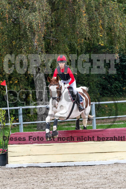 Goldene Schärpe 2020 - Pferde