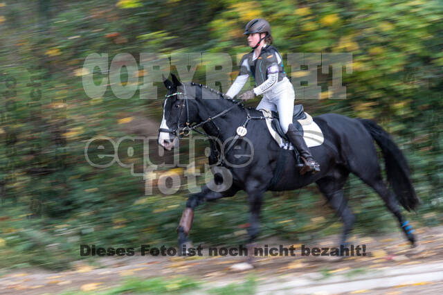 Goldene Schärpe 2020 - Pferde