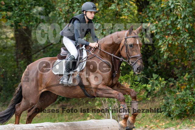 Goldene Schärpe 2020 - Pferde