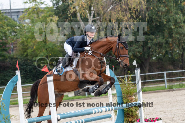 Goldene Schärpe 2020 - Pferde