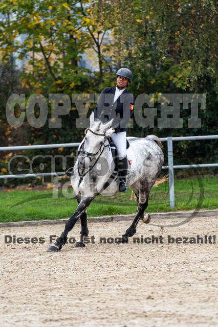 Goldene Schärpe 2020 - Pferde